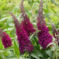 Schmetterlingsflieder Buddleja 'Sugar Plum' lila - Winterhart - Alle blühenden Gartenpflanzen