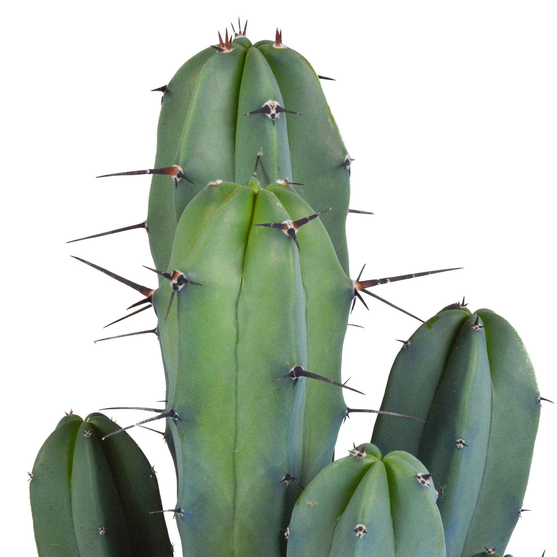 Säulenkaktus (Myrtillocactus geometrizans) - Grüne Zimmerpflanzen
