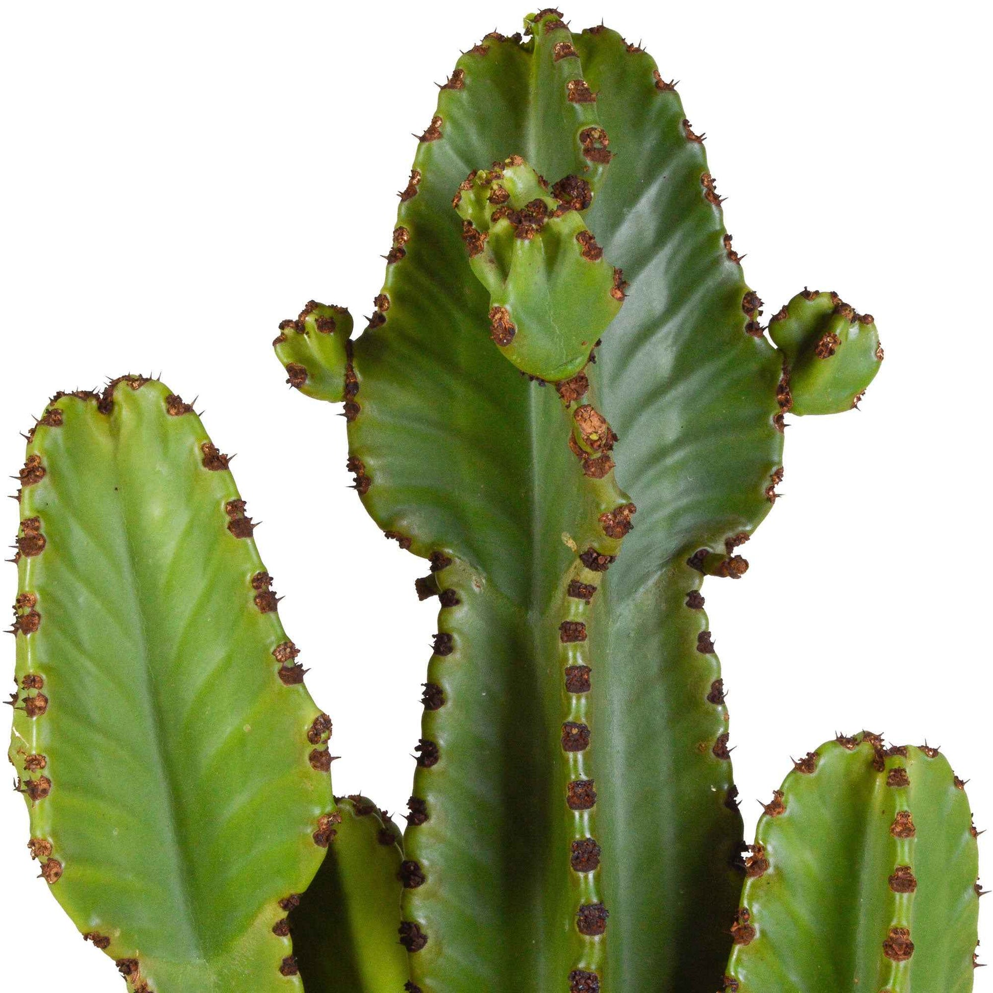 Kaktus Euphorbia ingens - Büropflanzen