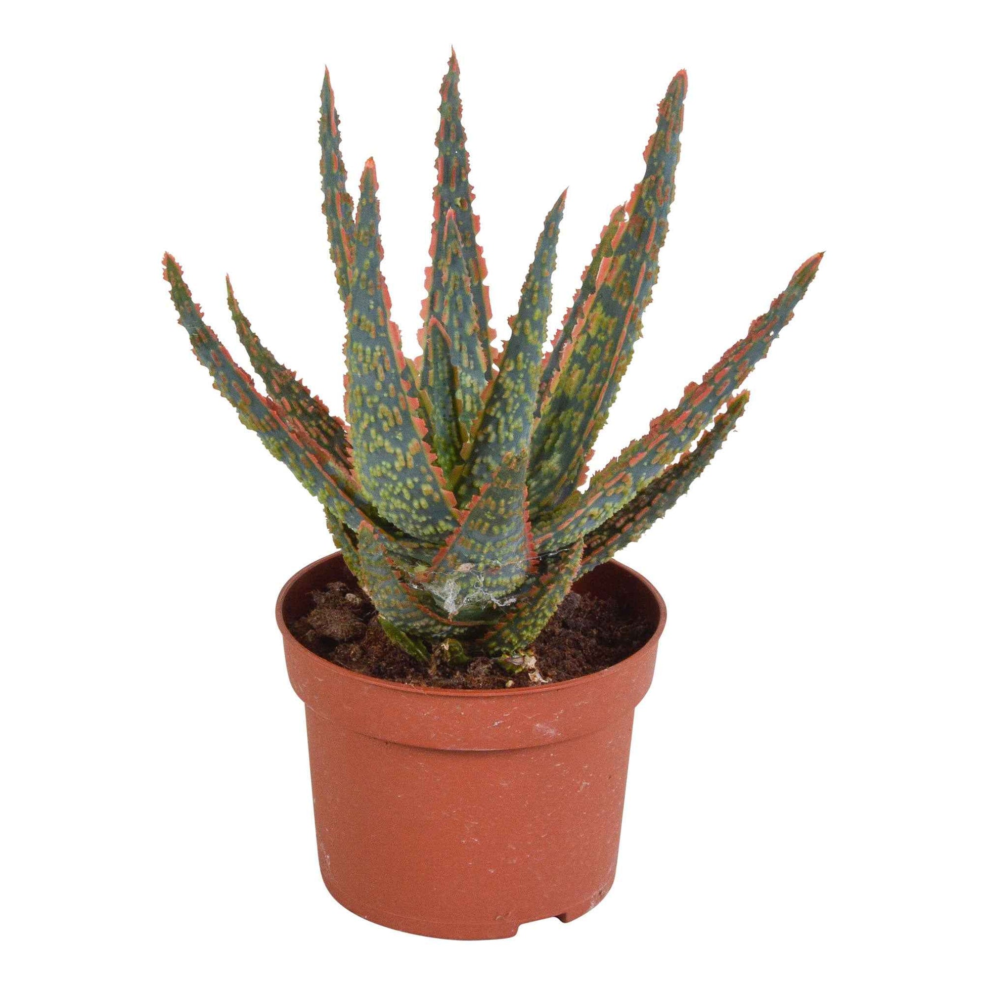Aloe 'Danyz' - Alle pflegeleichten Zimmerpflanzen