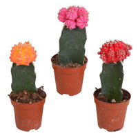 3 Kaktus Gymnocalycium mihanovichii Rot-Orange-Rosa - 3x Lieferhöhe 13-15 cm, Topfgröße Durchmesser 6 cm - Alle pflegeleichten Zimmerpflanzen - undefined