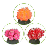 3 Kaktus Gymnocalycium mihanovichii Rot-Orange-Rosa - Büropflanzen