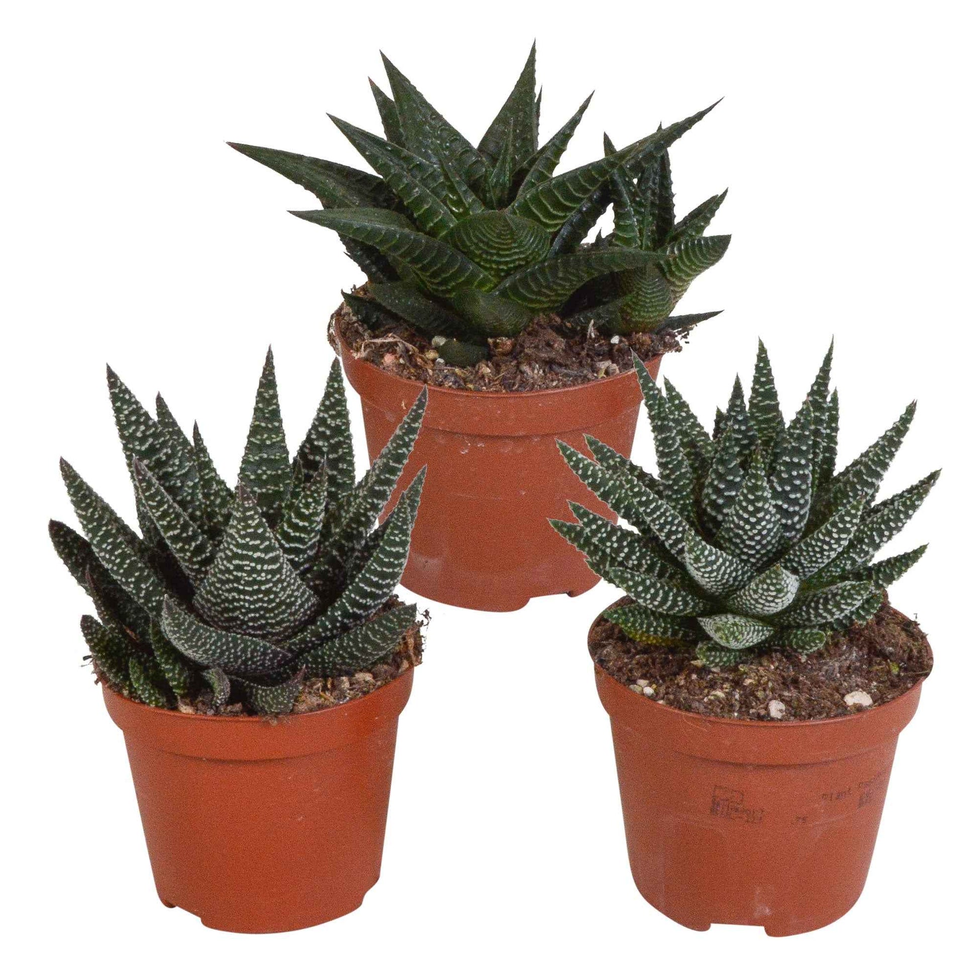 3x Sukkulenten Aloe - Mischung - Beliebte grüne Zimmerpflanzen