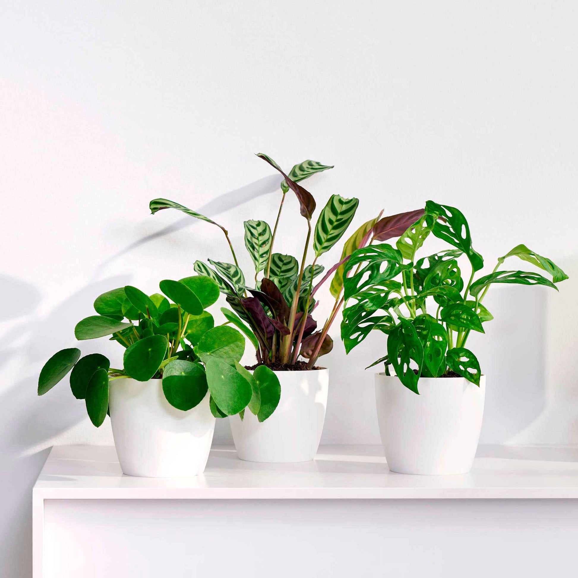 3x Trendige Zimmerpflanzen - Mischung inkl. Ziertöpfe, weiß - Kombinationen und Sets