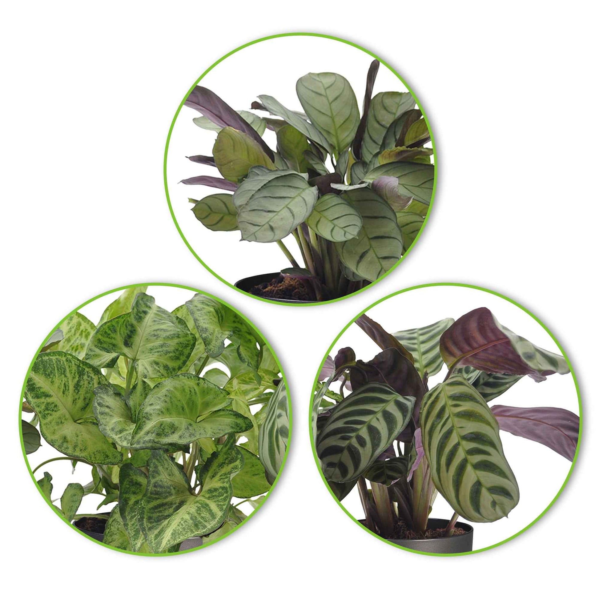 3x Blattmaserungen von Zimmerpflanzen - Mischung inkl. Ziertöpfe, anthrazit - Nach Trends