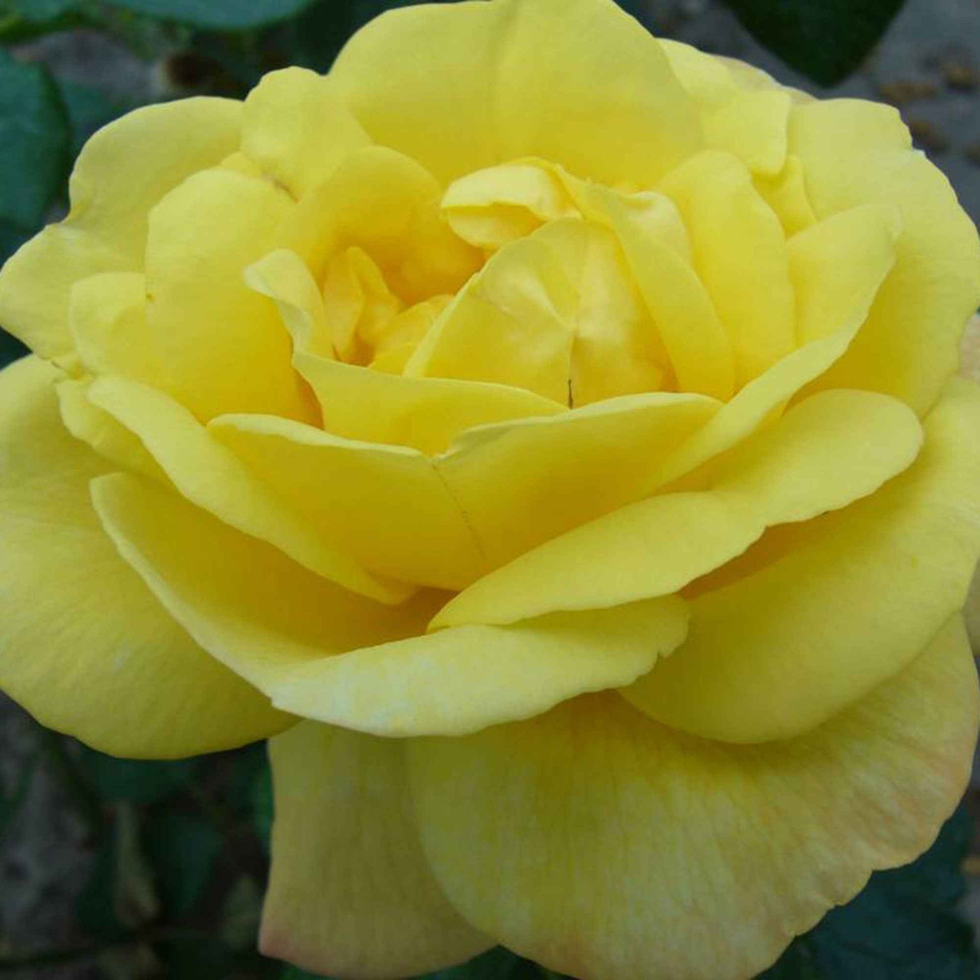 Kletterrose Rosa 'China Town' gelb - Wurzelnackte Pflanzen - Winterhart - Gartenpflanzen