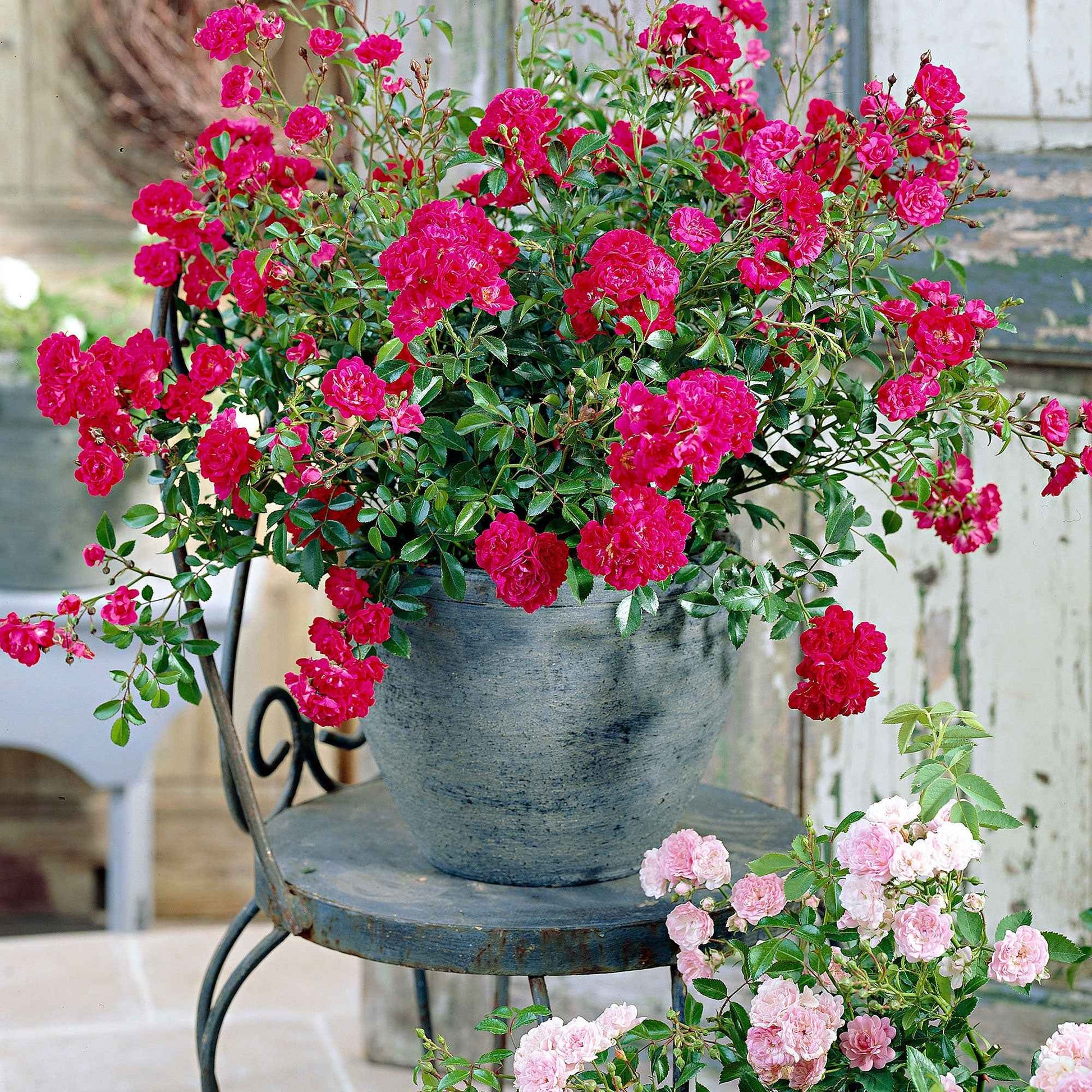 3x bodendeckende Rose  Rosa 'Fairy Dance'® Rot  - Wurzelnackte Pflanzen - Winterhart - Bodendeckende Rosen