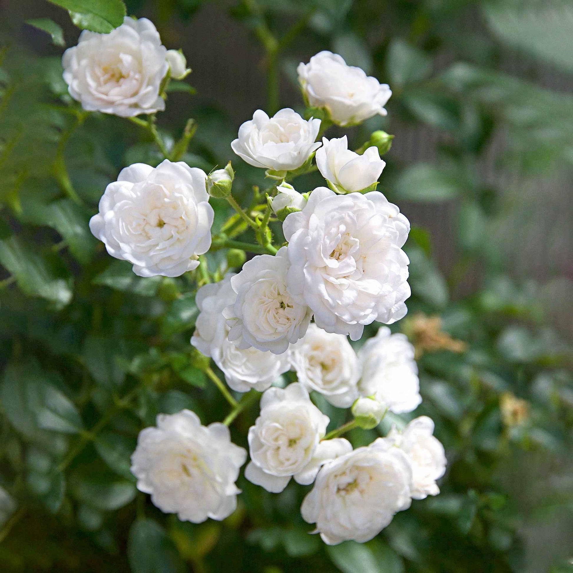 3x bodendeckende Rose  Rosa 'Crystal Fairy'® Weiß  - Wurzelnackte Pflanzen - Winterhart - Bodendecker
