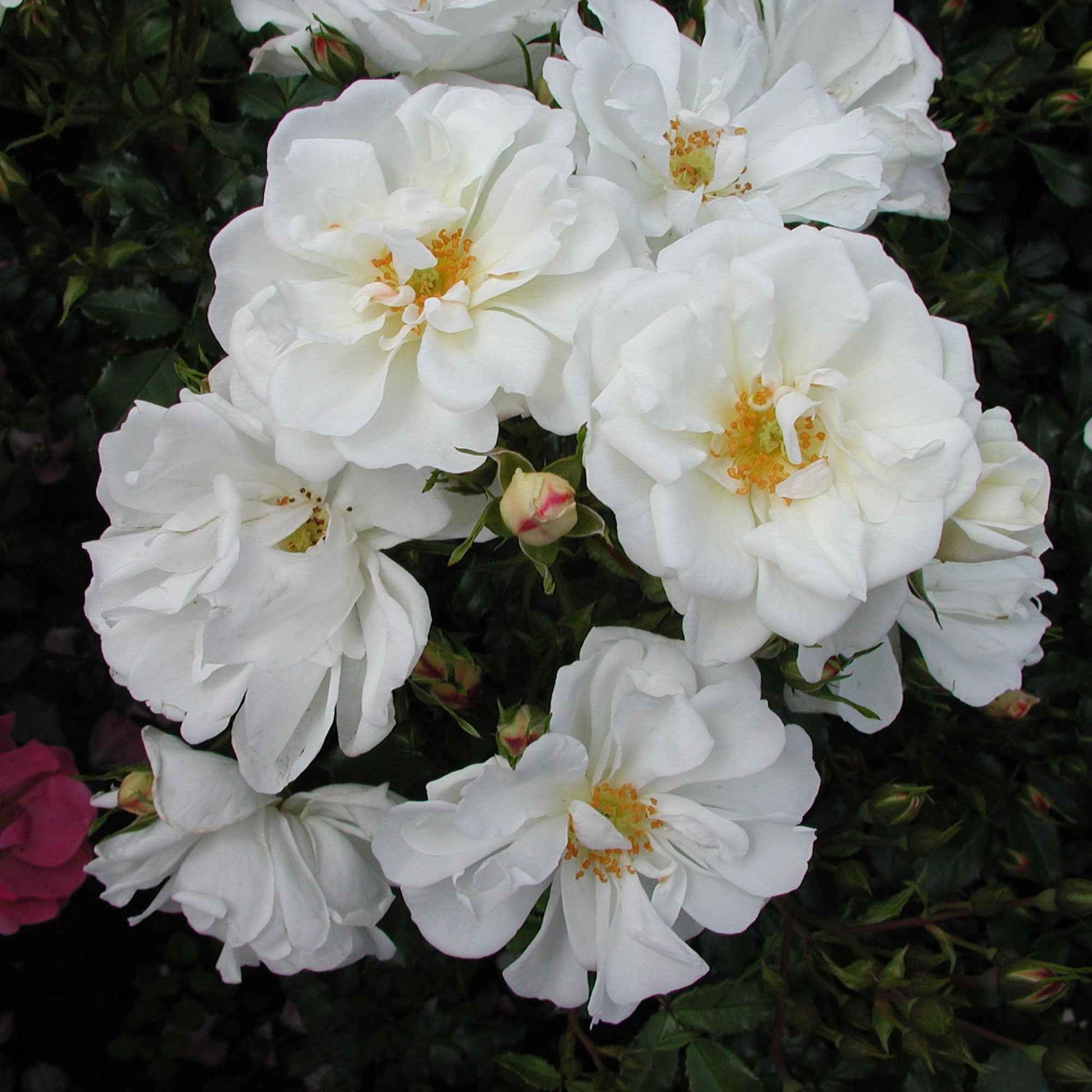 3x bodendeckende Rose  Rosa 'Diamant'® Weiß  - Wurzelnackte Pflanzen - Winterhart - Garten Neuheiten