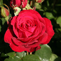3x großblütige Rose Rosa 'Störtebeker'® Rot - Winterhart  - Wurzelnackte Pflanzen - Großblumige Rosen