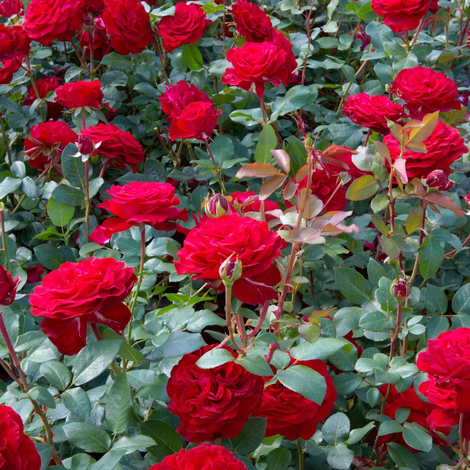 3x großblütige Rose Rosa 'Störtebeker'® Rot - Winterhart  - Wurzelnackte Pflanzen - Garten Neuheiten