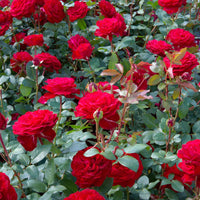 3x großblütige Rose Rosa 'Störtebeker'® Rot - Winterhart  - Wurzelnackte Pflanzen - Gartenpflanzen