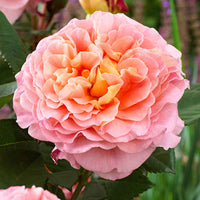 3x großblütige Rose  Rosa 'Augusta Luise'® Orange-Rosa  - Wurzelnackte Pflanzen - Winterhart - Großblumige Rosen