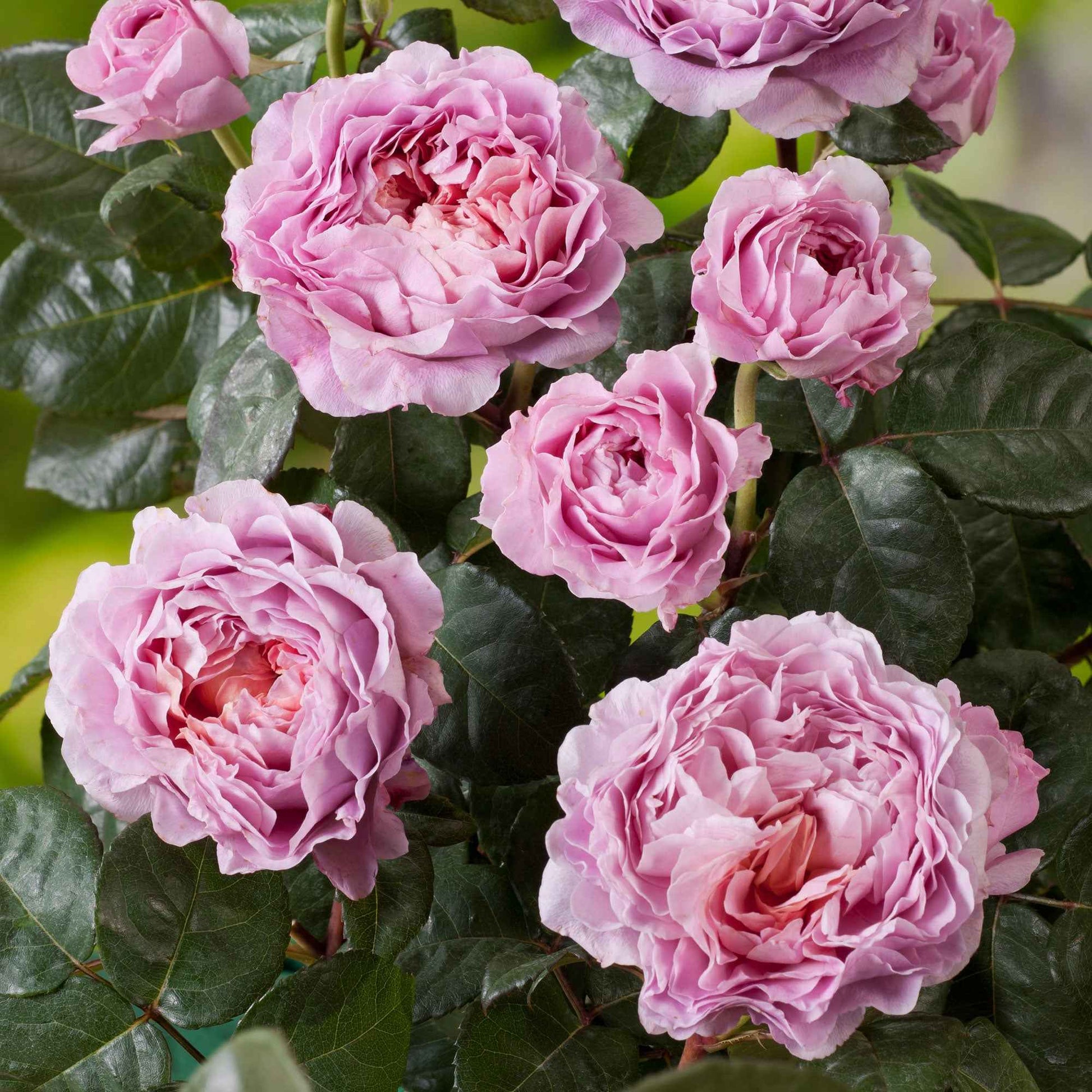 3x großblütige Rose  Rosa 'Eisvogel'® Rosa  - Wurzelnackte Pflanzen - Winterhart - Gartenpflanzen