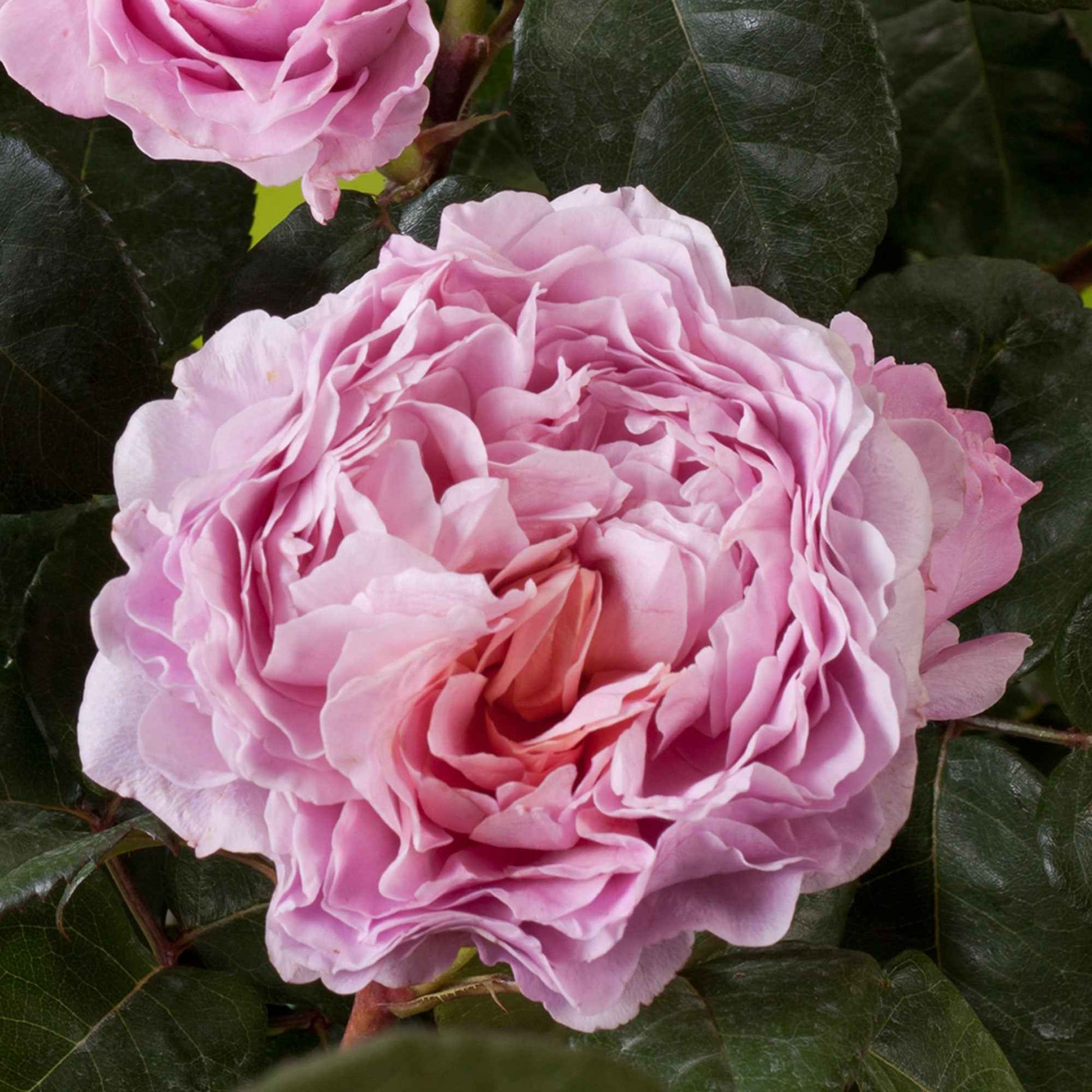3x großblütige Rose  Rosa 'Eisvogel'® Rosa  - Wurzelnackte Pflanzen - Winterhart - Großblumige Rosen