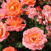 3x großblütige Rose  Rosa 'Augusta Luise'® Orange-Rosa  - Wurzelnackte Pflanzen - Winterhart - Gartenpflanzen