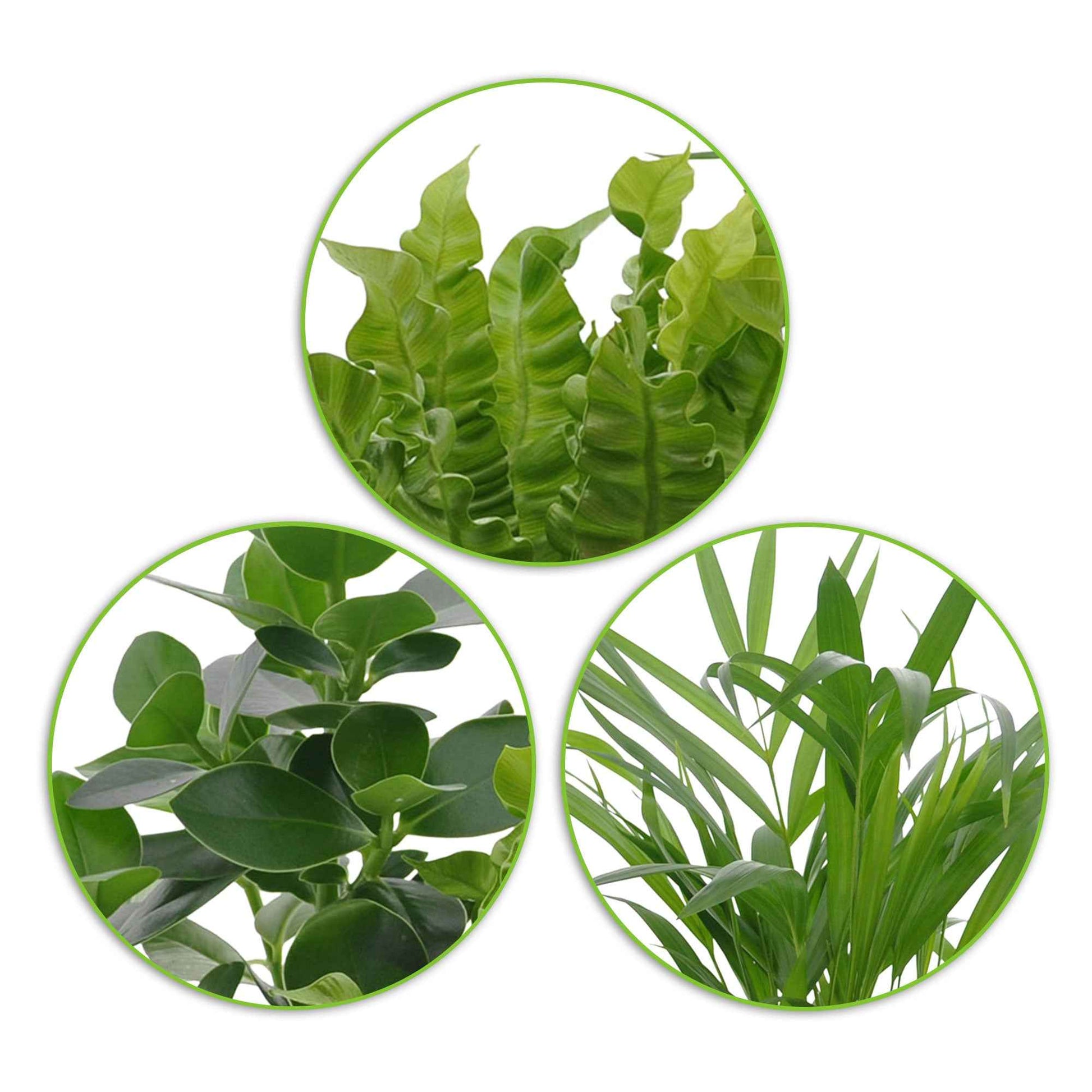3x Luftreinigende Zimmerpflanzen - Mix Medium inkl. Dekotöpfe anthrazit - Geschenkidee - Kombinationen und Sets