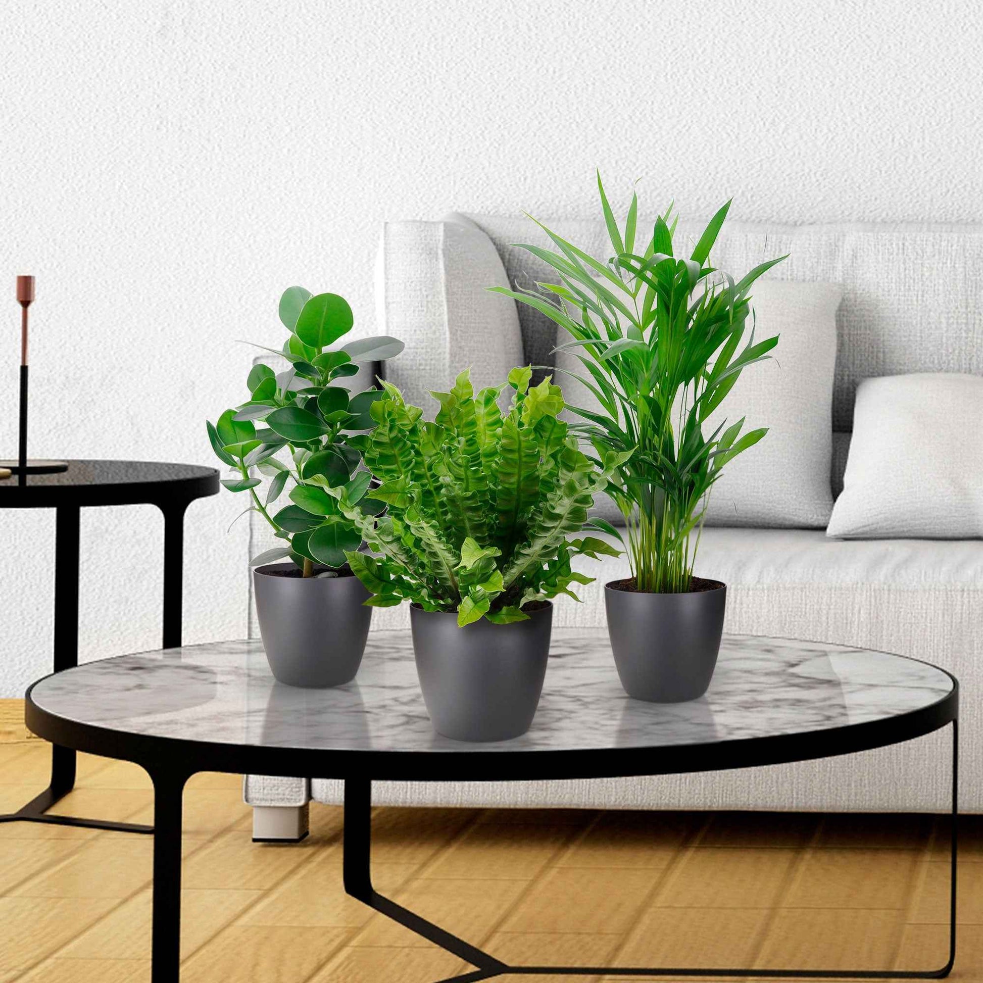 3x Luftreinigende Zimmerpflanzen - Mix Medium inkl. Dekotöpfe anthrazit - Geschenkidee - Geschenkideen