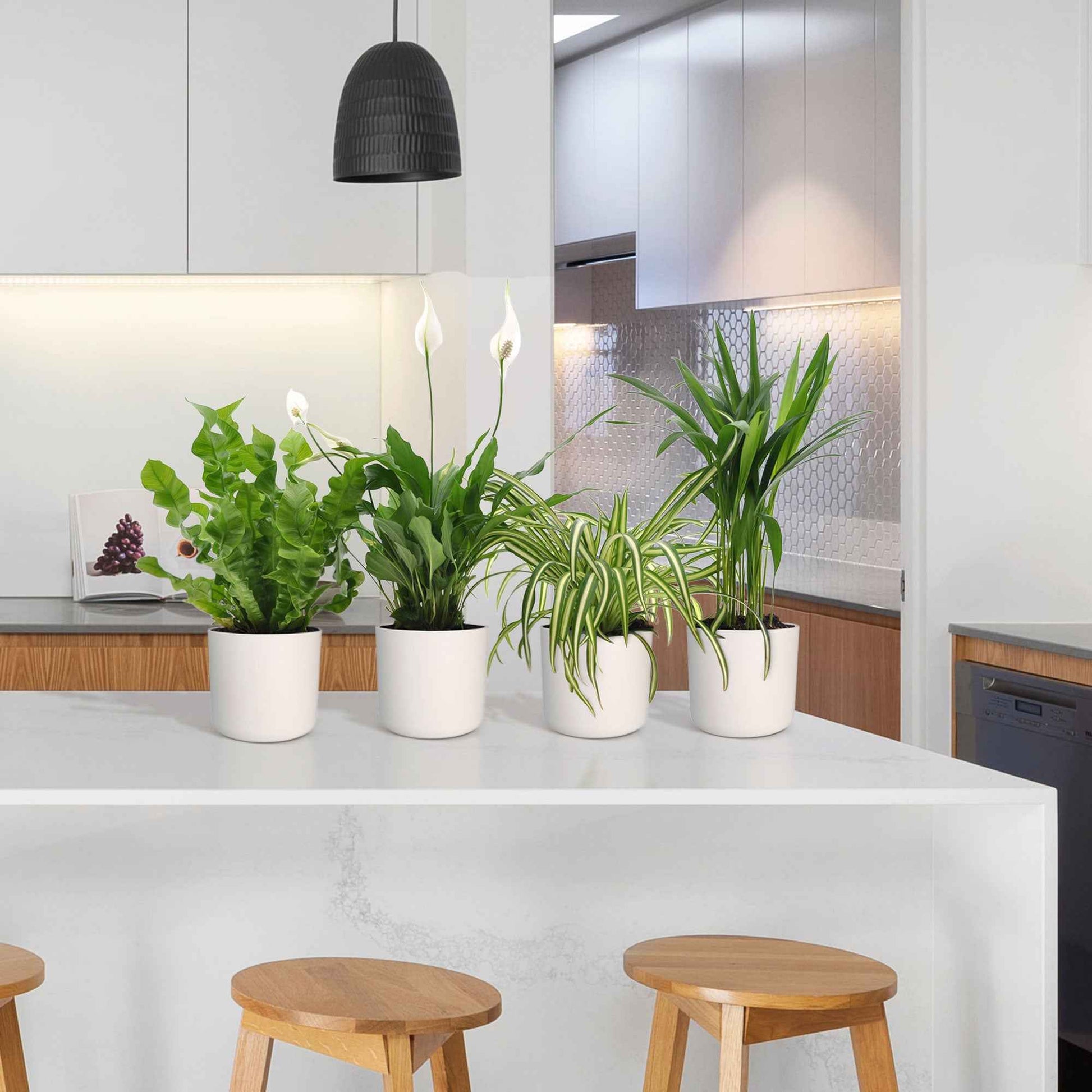 4x Luftreinigende Zimmerpflanzen - Mischung inkl. Ziertöpfe, weiß - Kombinationen und Sets