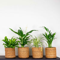 4x Luftreinigende Zimmerpflanzen - Mischung inkl. Körbe, braun - Kombinationen und Sets