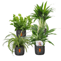 4x Luftreinigende Zimmerpflanzen - Mischung inkl. Ziertöpfe, schwarz - Alle Pflanzen mit Topf