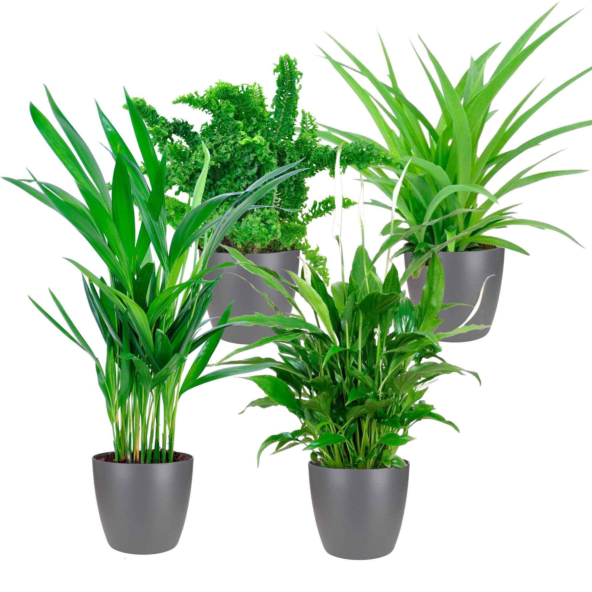 4x Luftreinigende Zimmerpflanzen - Mischung inkl. 4x Ziertöpfe, anthrazit - Einfache Zimmerpflanzen im Übertopf