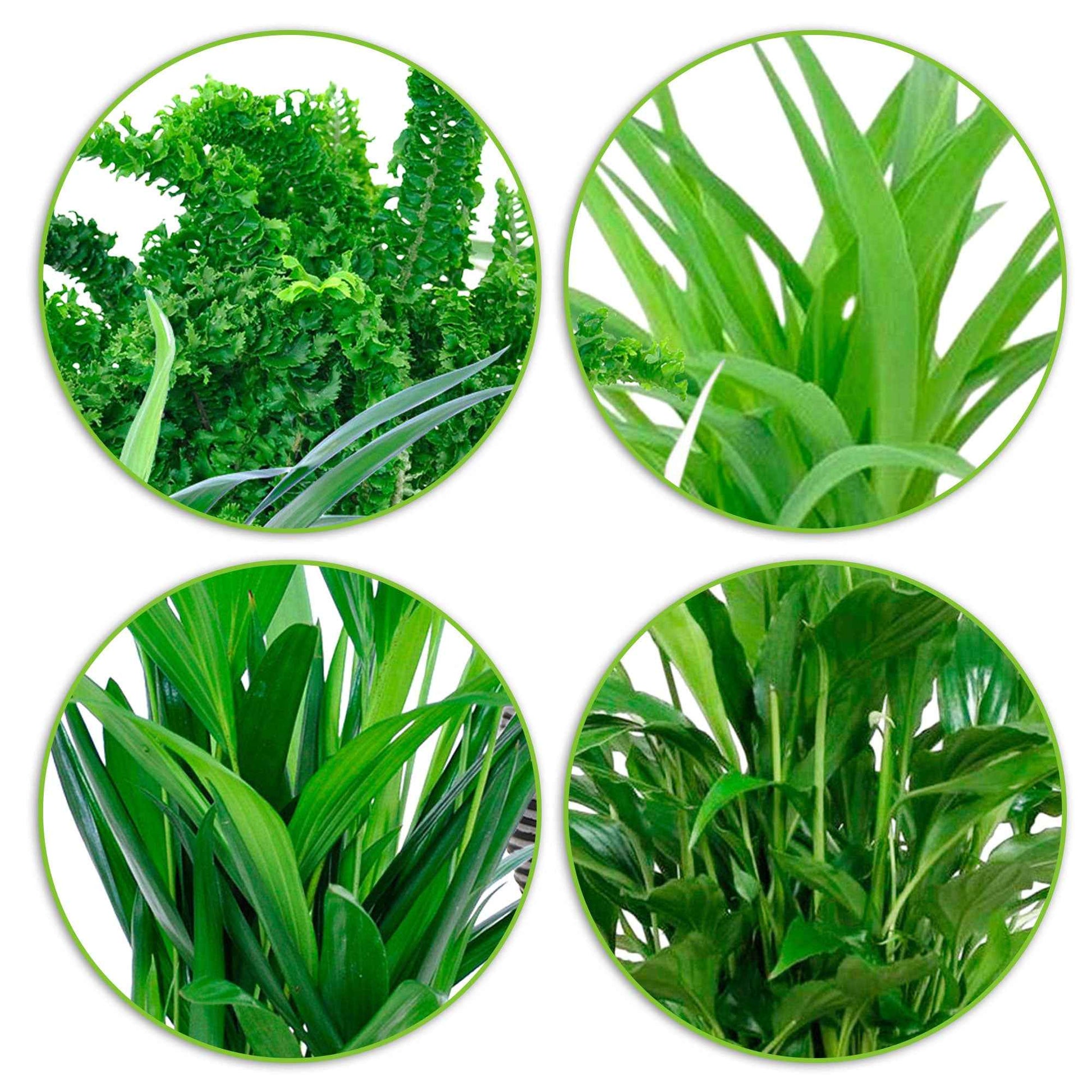 4x Luftreinigende Zimmerpflanzen - Mischung inkl. 4x Ziertöpfe, anthrazit - Beliebte grüne Zimmerpflanzen