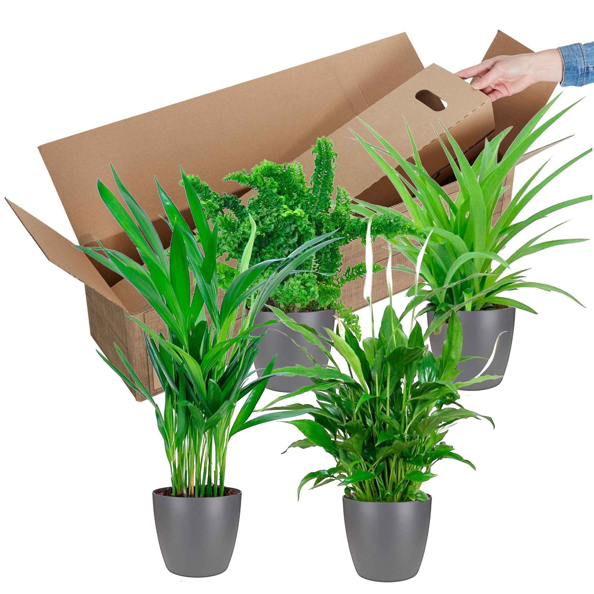 4x Luftreinigende Zimmerpflanzen - Mischung inkl. 4x Ziertöpfe, anthrazit - Büropflanzen