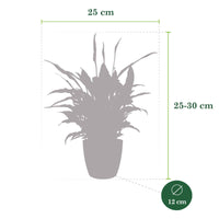 4x Luftreinigende Zimmerpflanzen - Mischung inkl. 4x Ziertöpfe, anthrazit - Büropflanzen im Topf