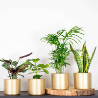 4x Pflegeleichte Zimmerpflanzen - Mischung inkl. Ziertöpfe, gold - Grüne Zimmerpflanzen