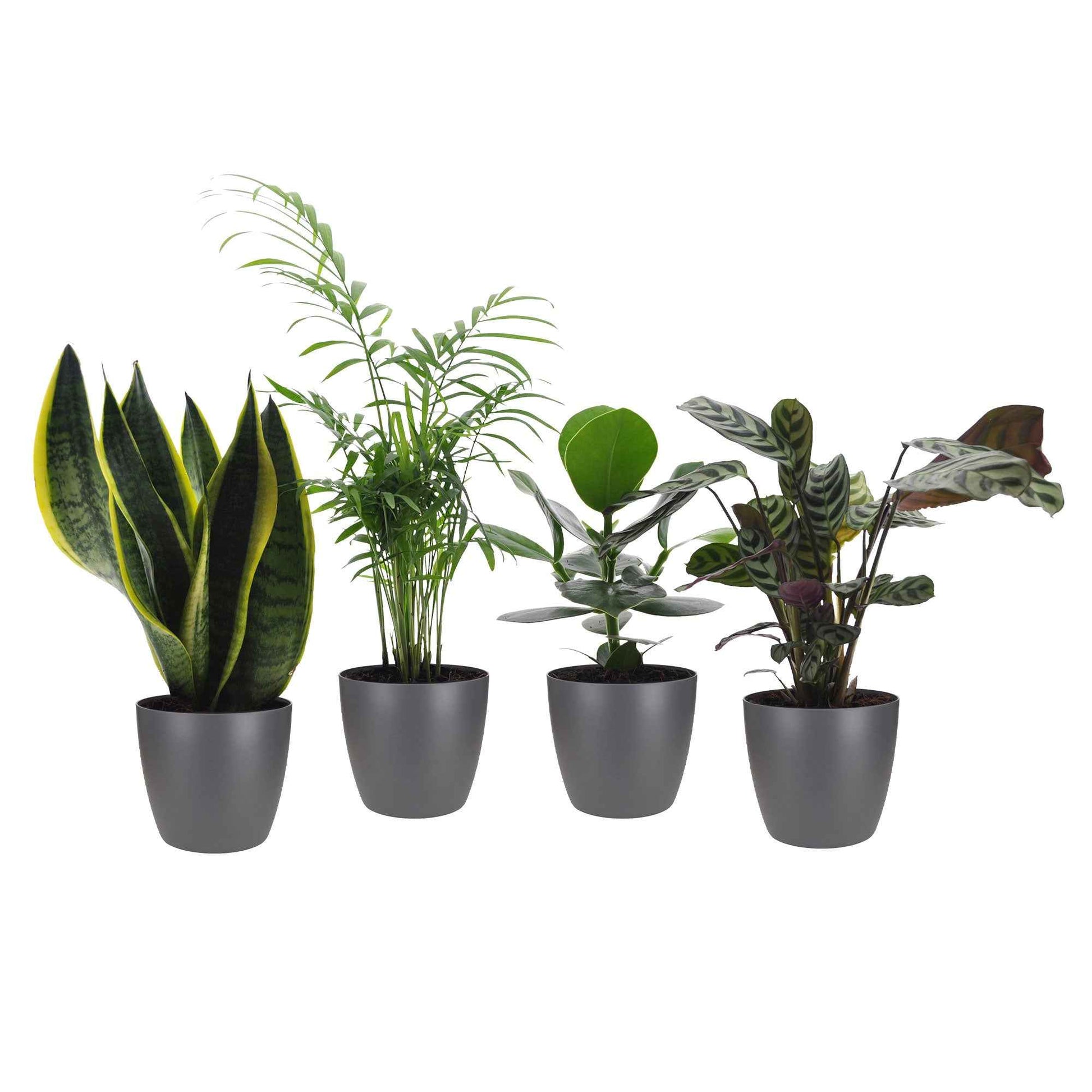 4x Pflegeleichte Zimmerpflanzen - Mischung inkl. Ziertöpfe, anthrazit - Grüne Zimmerpflanzen