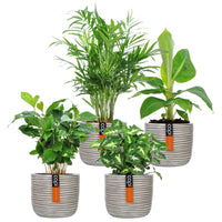 4x Trendige Zimmerpflanzen - Mischung inkl. Ziertöpfe, cremefarben - Pflanzen mit Topf