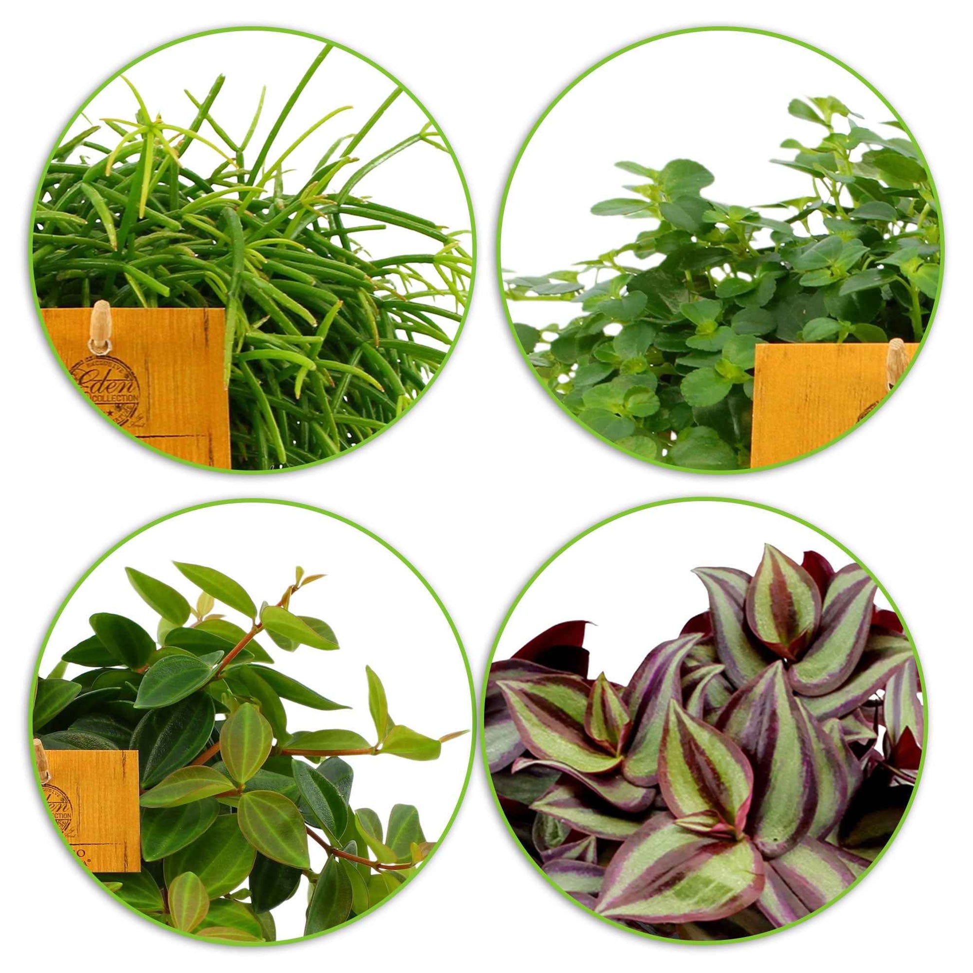4x Hängende Zimmerpflanzen - Mischung inkl. Ziertöpfe, anthrazit mit Seilhänger - Grüne Zimmerpflanzen