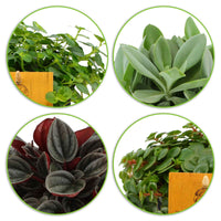 4x Hippe Zimmerpflanzen - Mischung inkl. Ziertöpfe, anthrazit - Grüne Zimmerpflanzen