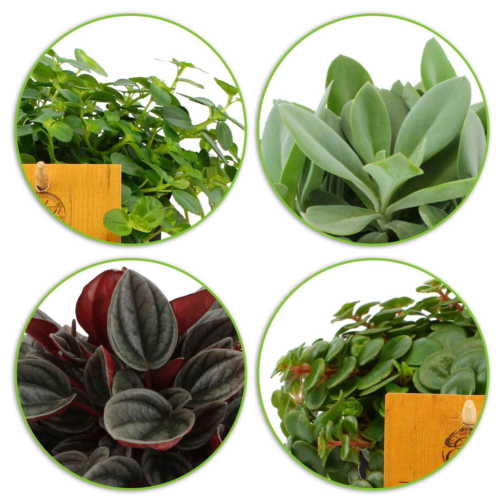 4x Hippe Zimmerpflanzen - Mischung inkl. Ziertöpfe, anthrazit - Grüne Zimmerpflanzen