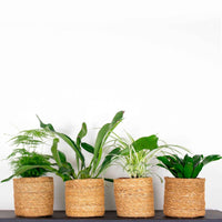 4x Trendige Zimmerpflanzen - Mischung inkl. Körbe, braun - Grüne Zimmerpflanzen