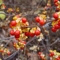 Baumwürger Celastrus orbiculatus Orange-Grün-Gelb - Winterhart - Gartenpflanzen