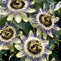 Passionsblume Passiflora 'Damsels Delight' lila - Winterhart - Gartenpflanzen