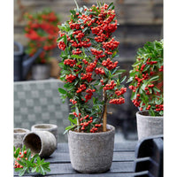 Feuerdorn Pyracantha 'Red Star' rot - Gartenpflanzen