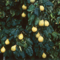 Quittenbaum Cydonia 'Vranja' - Bio - Winterhart - Bio-Gartenpflanzen
