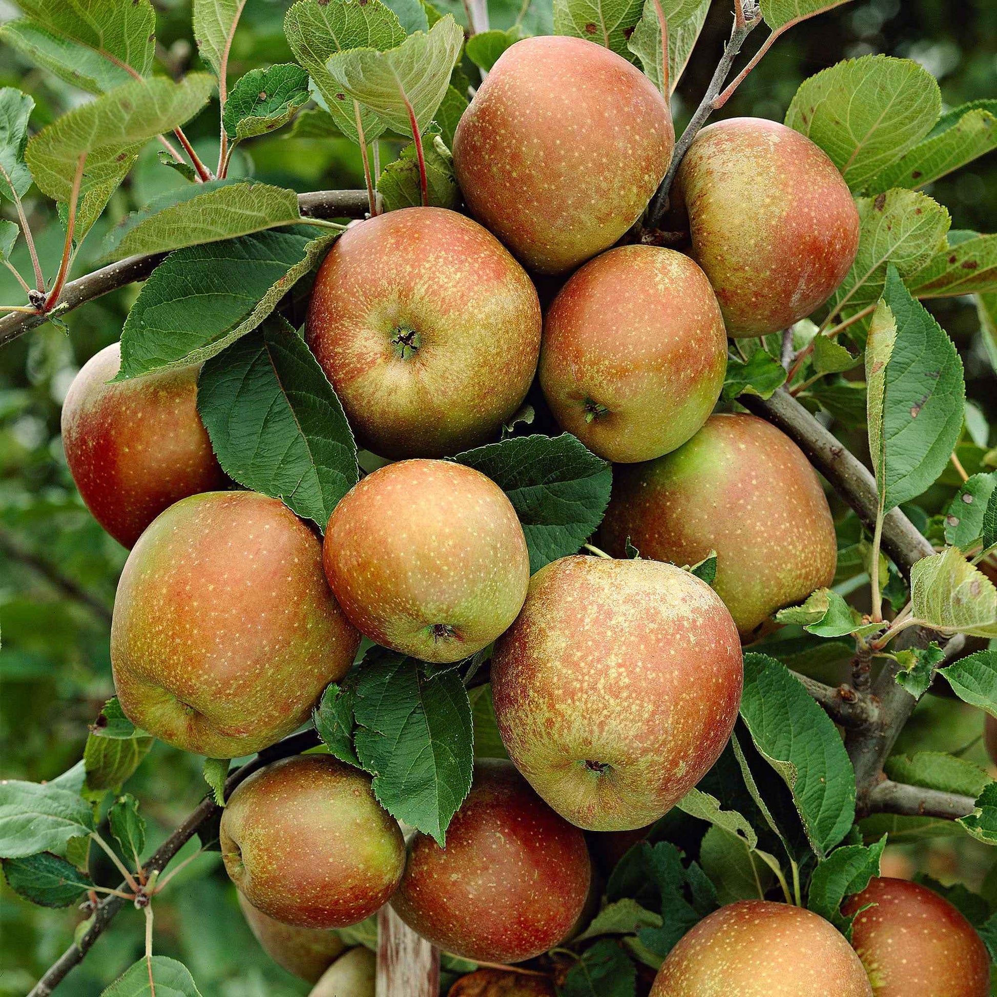 Apfelbaum Malus domestica 'Rode Boskoop' Weiß-Rot-Grün - Bio - Winterhart - Bäume und Hecken
