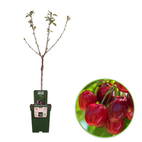 Zwerg-Kirschbaum Prunus avium 'Regina' Grün-Rot-Weiß - Bio - Winterhart - Gemüsegarten