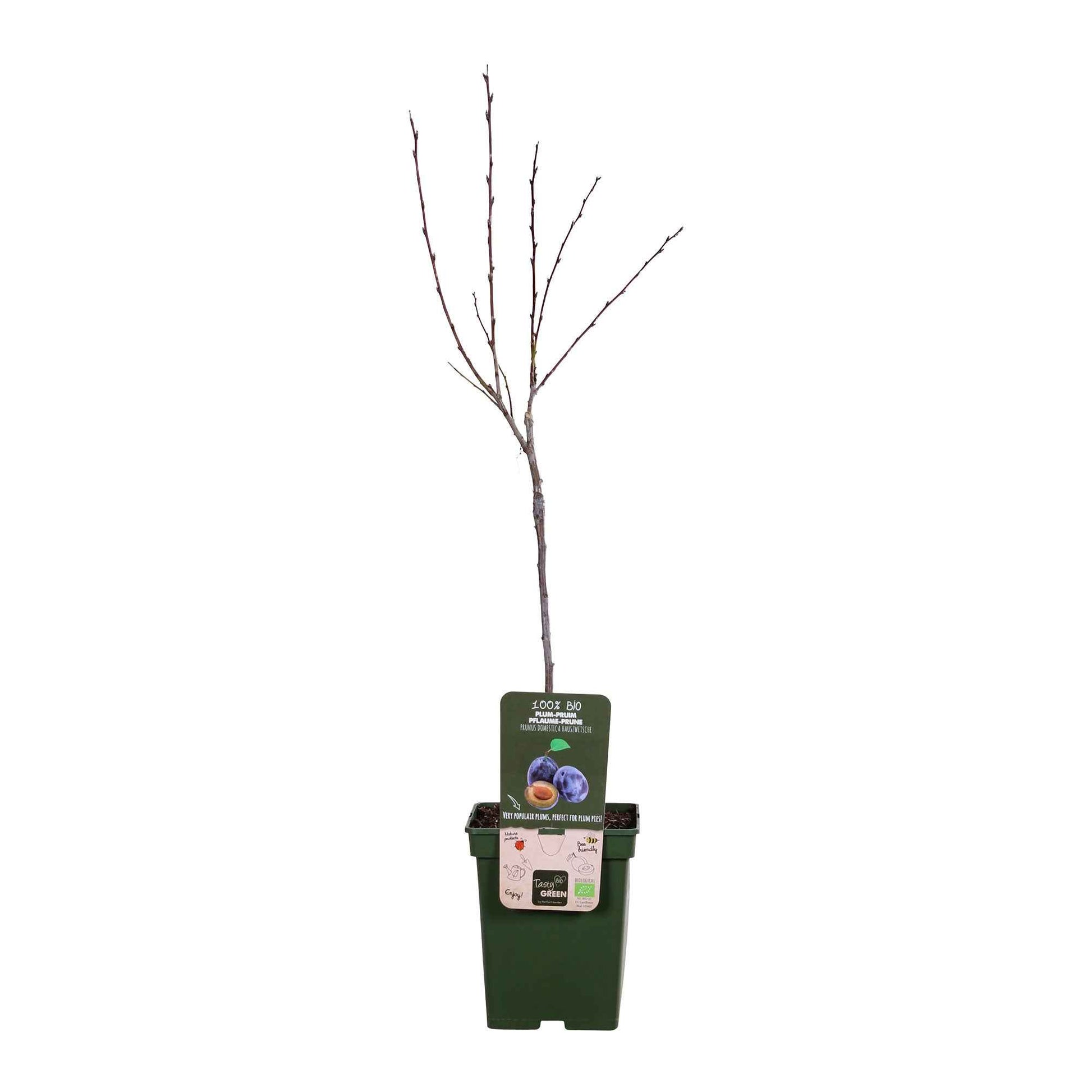 Pflaumenbaum Prunus domestica 'Hauszwetsche' Weiß-Blau-Grün - Bio - Winterhart - Bäume und Hecken