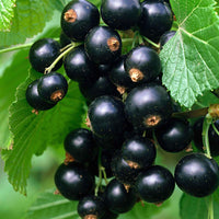 Schwarze Ribes 'Little Black Sugar' Schwarz - Bio - Gartenpflanzen