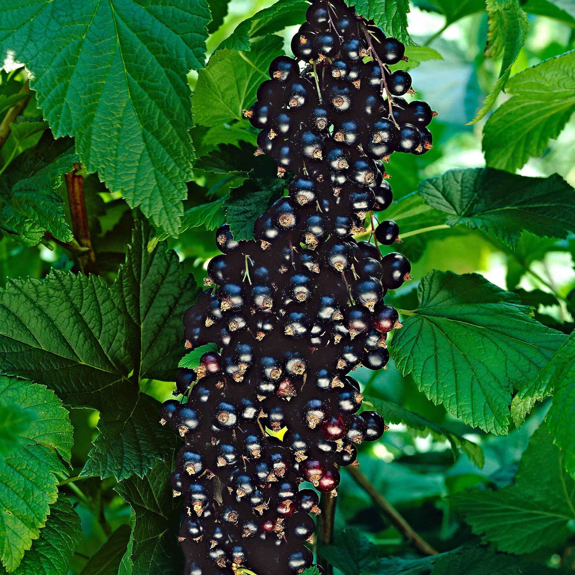 Schwarze Ribes 'Little Black Sugar' Schwarz - Bio - Beeren