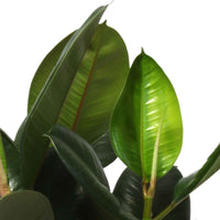 Gummibaum Ficus elastica 'Robusta' - Grüne Zimmerpflanzen