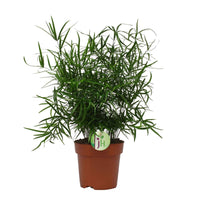 Spargelpflanze Asparagus falcatus - Grüne Zimmerpflanzen