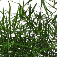 Spargelpflanze Asparagus falcatus - Nach Trends