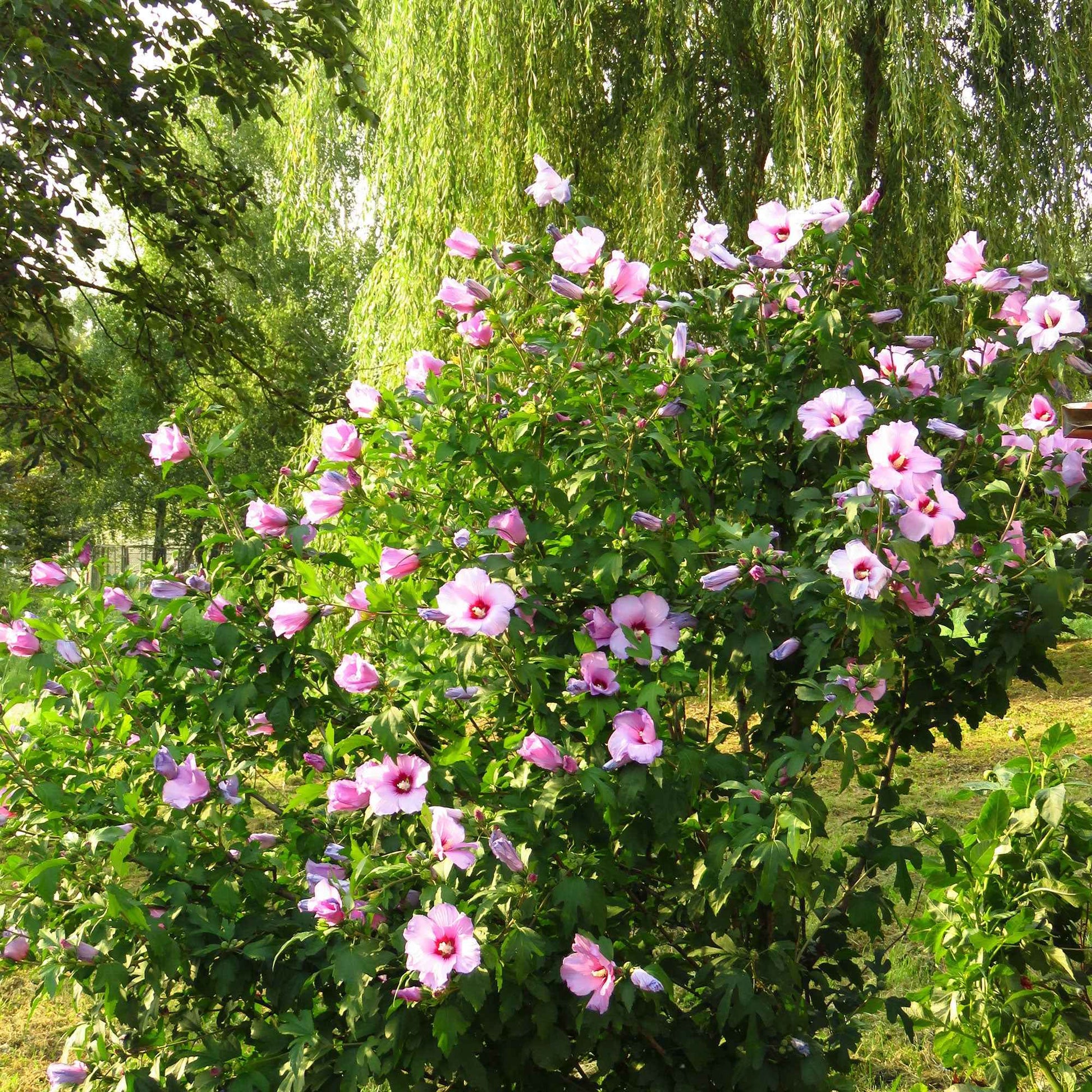 Straucheibisch syriacus Rosa-Lila - Winterhart - Gartenpflanzen