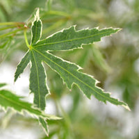Japanischer Ahorn Acer - Winterhart inkl. Dekotopf - Gartenpflanzen